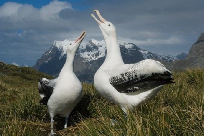 Burung Albatros. Pasangan setia sampai tua