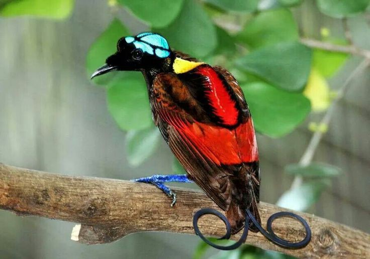 Cenderawasih Botak, burung unik dan eksotis asli Papua