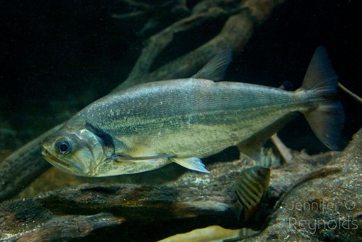 Ikan Paraya, agresif saat diberi makan