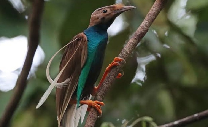 Burung cendrawasih Halmahera