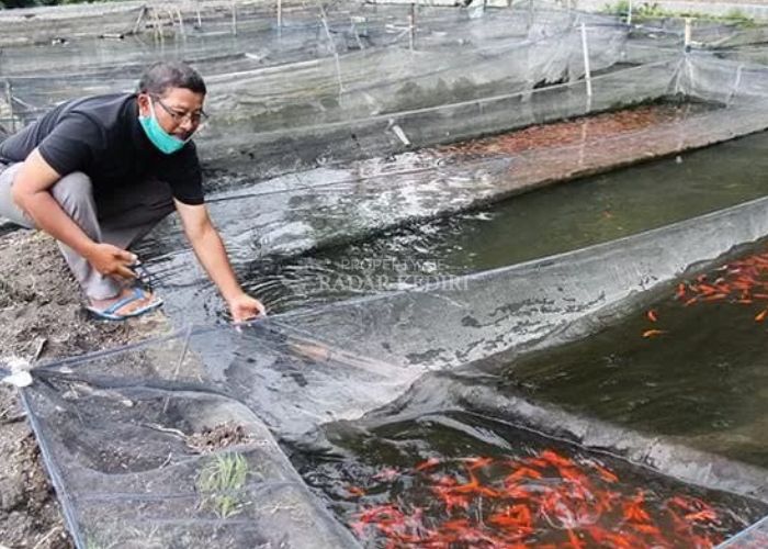 TELATEN: Bejo menunjukan lahan sawahnya yang diubah menjadi tempat budidaya ikan hias.