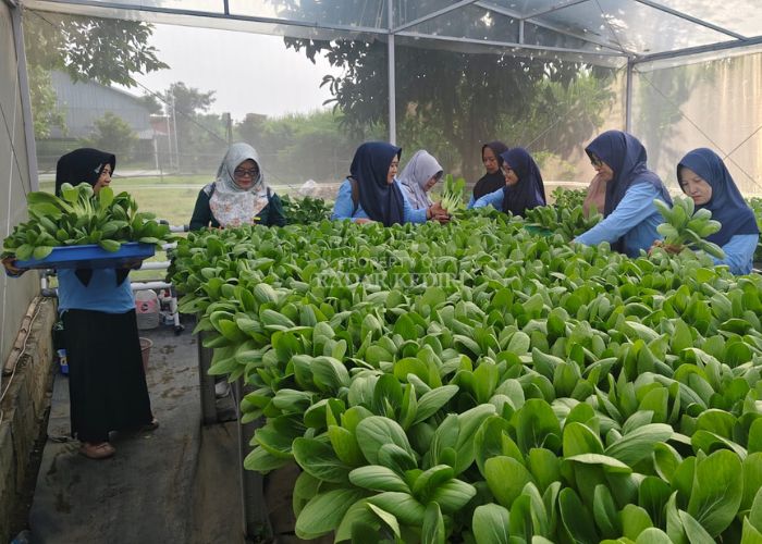 KOMPAK: Kelompok Wanita Tani (KWT) Mekar Sari Harmoni Desa Doko sedang panen sawi pakcoy.