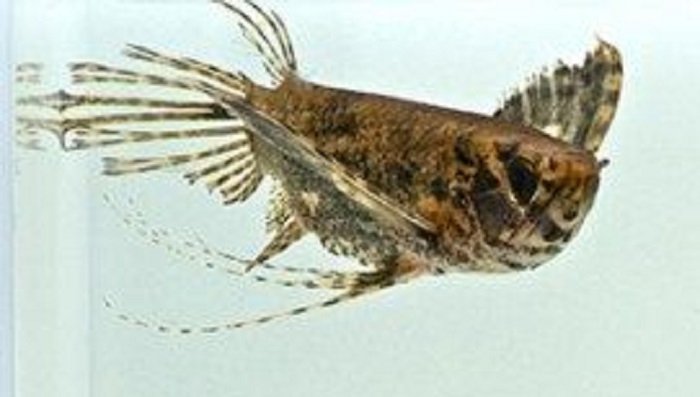 Ikan kupu-kupu