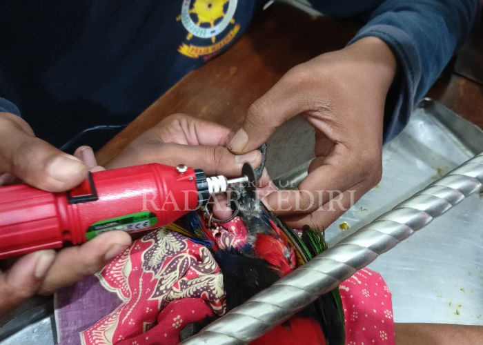HATI-HATI: Petugas damkar pos Grogol Kediri melepas cincin di kaki burung nuri