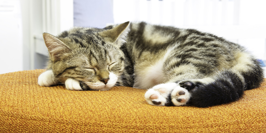 kucing