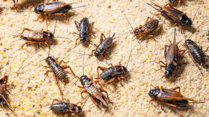 Jangkrik, salah satu ekstra folding yang harus diberikan murai batu saat musim hujan