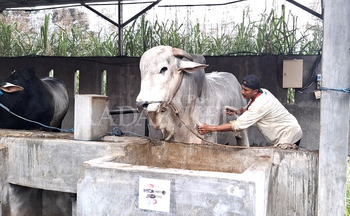 Pegawai IBS Farm merawat sapi jenis peranakan ongole yang dibeli oleh Presiden Prabowo Subianto untuk perayaan kurban.