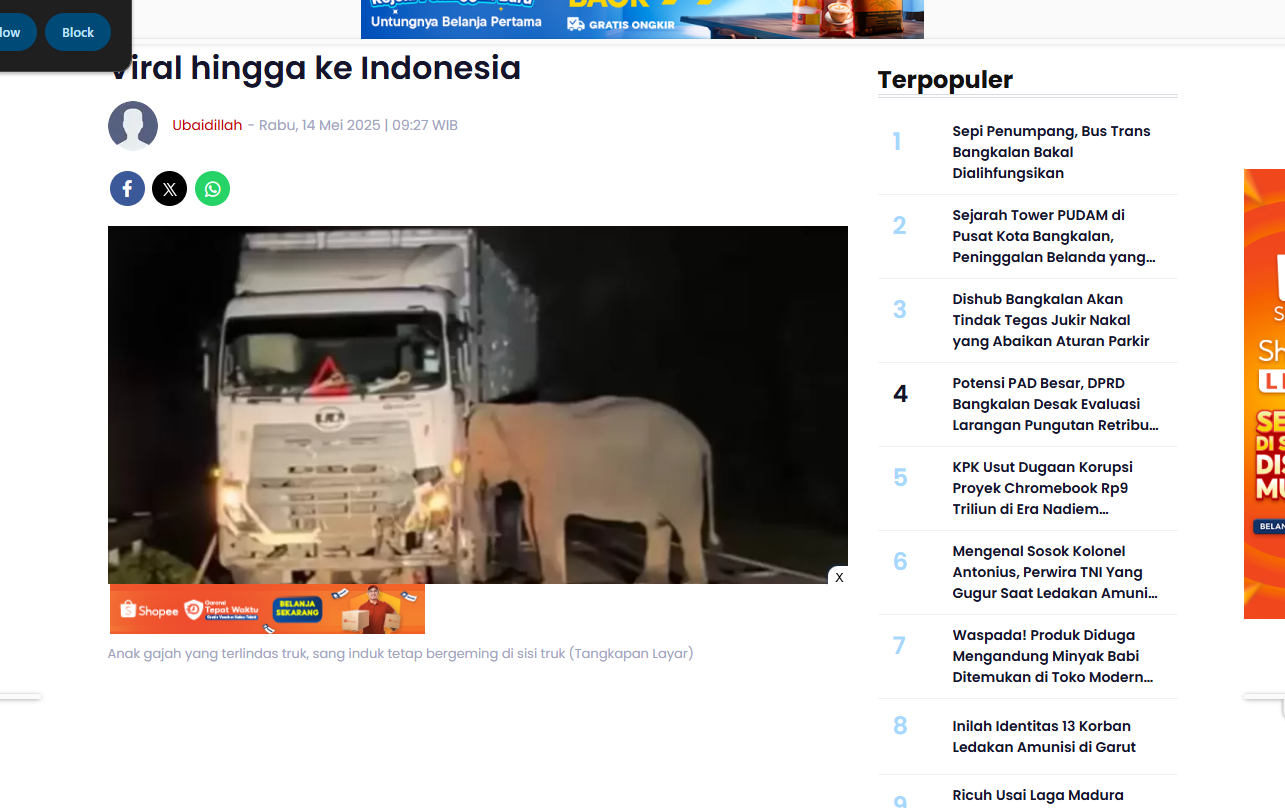 Induk gajah enggan meninggalkan anaknya yang tertabrak truk