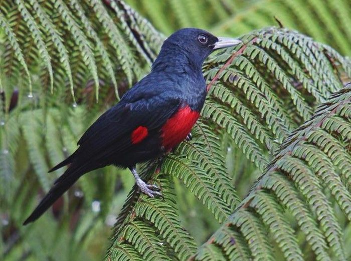 Kepodang Merah