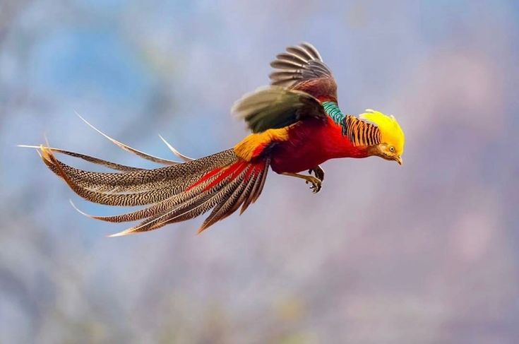 Burung Golden Pheasant dari Tiongkok