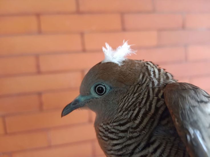 Perkutut Songgo Ratu
