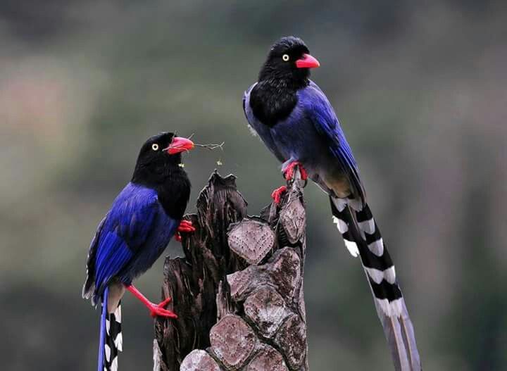 Burung jalak Taiwan Blue Magpie