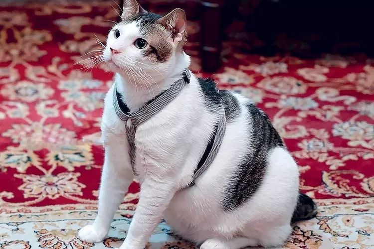 Kucing Milik Presiden Prabowo Yakni Bobby Kartanegara
