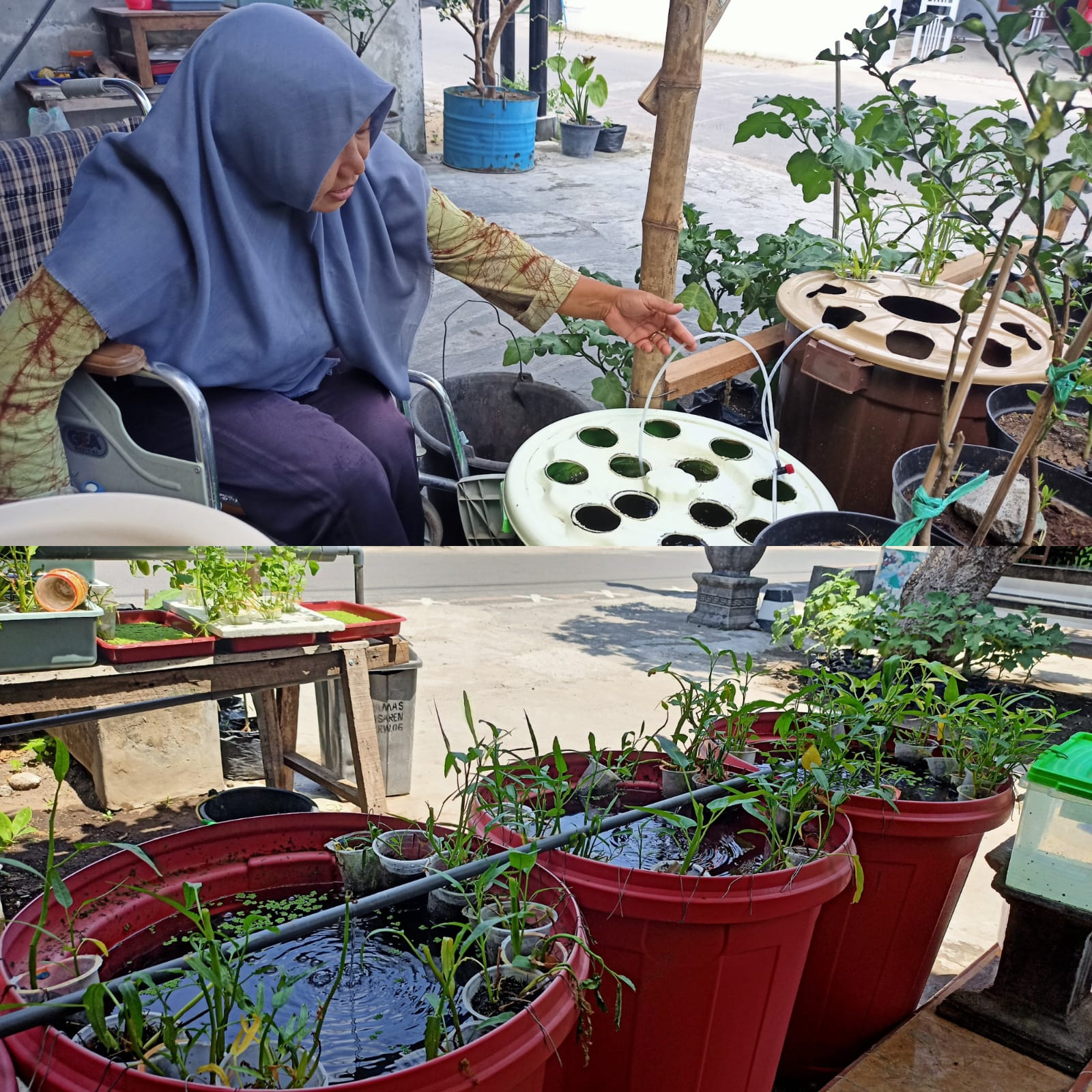 Budidaya lele dalam ember