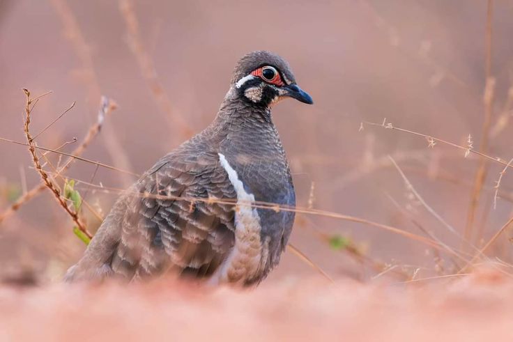Burung Squatter Pigeon