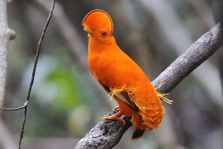 Guianan Cock-of-the-rock