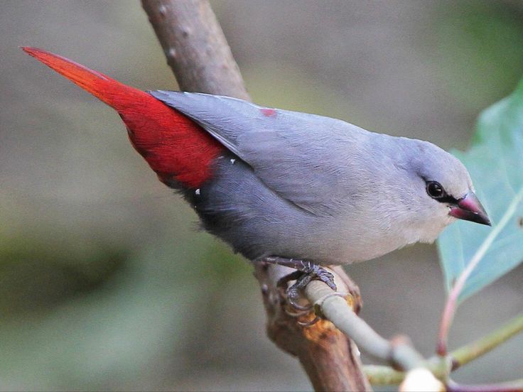 Burung lavender waxbil