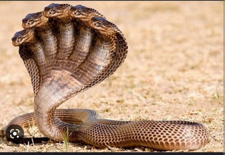 Racun ular kobra