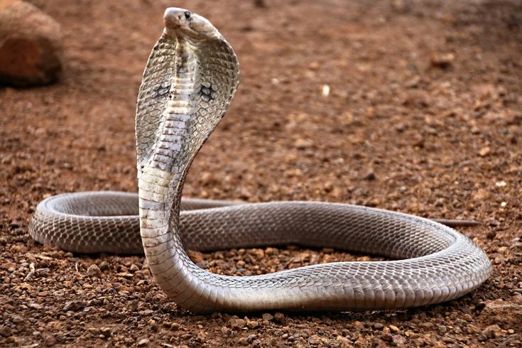 Mitos ular kobra masuk rumah