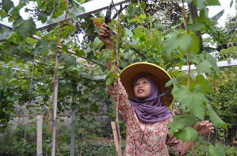 Nurnaningsih menunjukan tanaman anggur yang berada di rumahnya