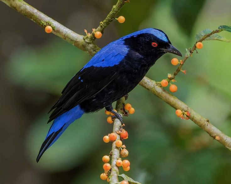 Asian Fairy Bluebird