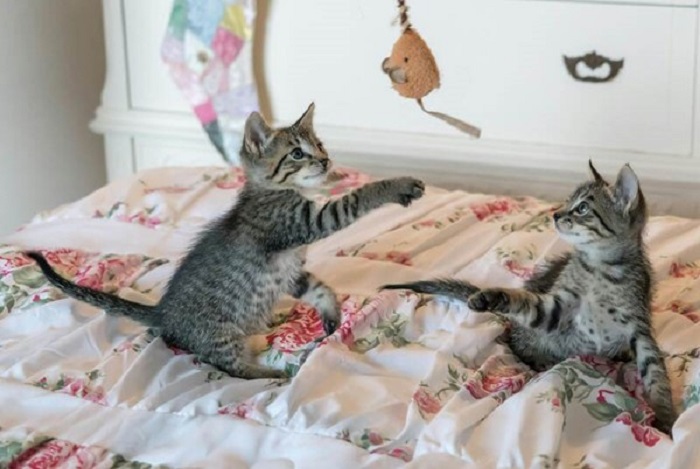 Adopsi kucing perlu persiapan