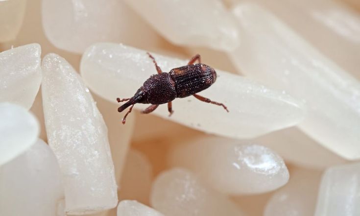 Sering Muncul Pada Beras, Apakah Kutu Beras Berbahaya Jika Masuk Kedalam Tubuh?