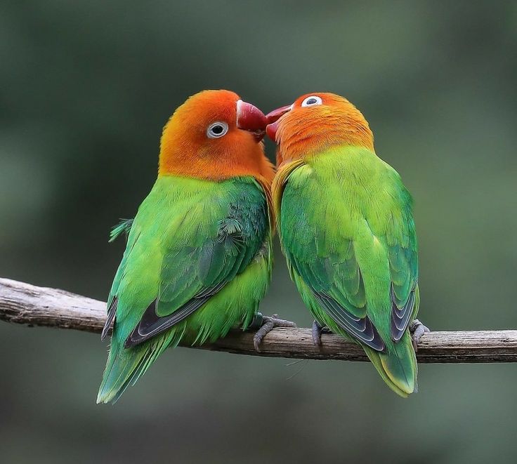 Manfaat bawang putih buat Love bird