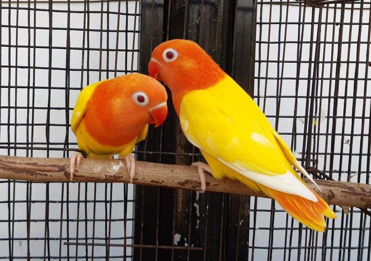 Lovebird jantan dan betina