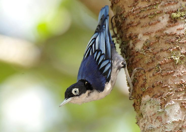 Fakta Unik Burung Rambatan