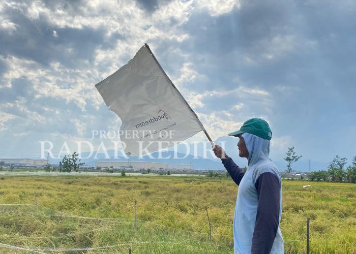 LAHAN MENYUSUT: Petani padi  di Kota Kediri mengusir burung di sawah sebelum panen.
