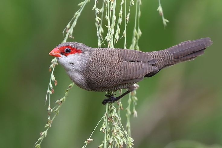 Waxbill Merah
