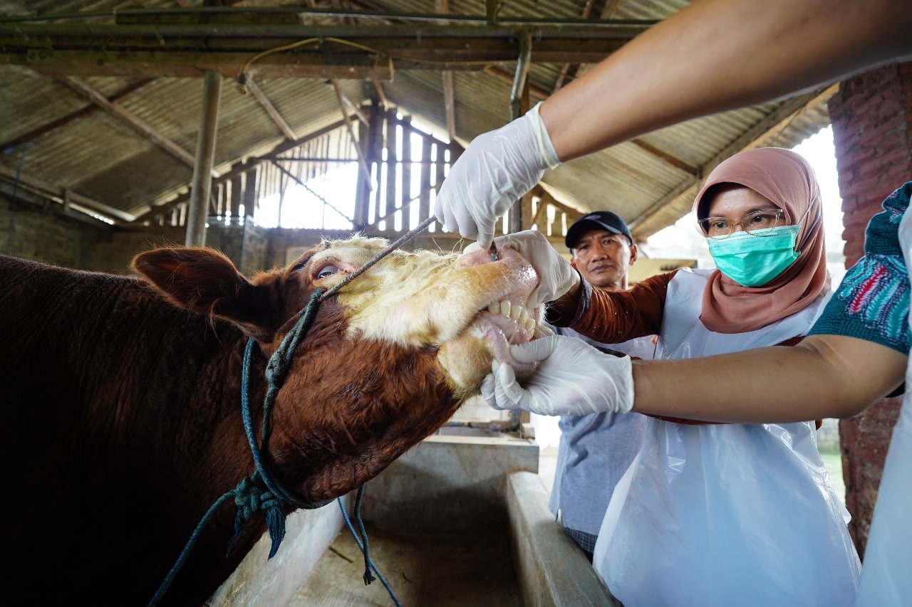 Plt Kepala DKPP Kabupaten Kediri Tutik Purwaningsih mengecek kondisi sapi kurban yang siap dijual untuk memastikan kelayakan dan kesehatannya (22/5).
