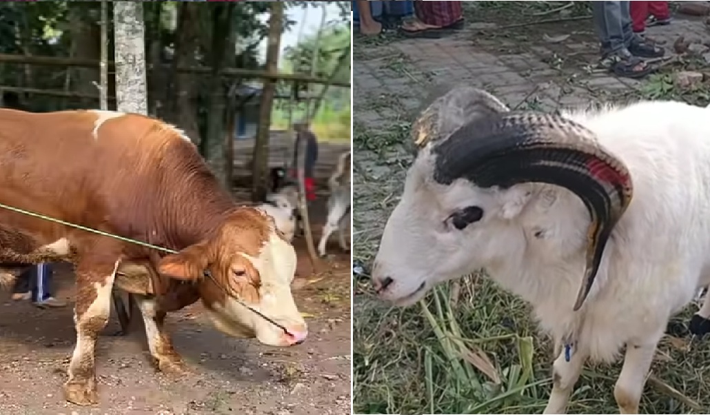 Domba atau sapi?