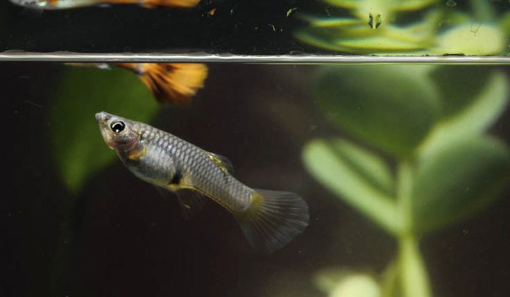 Ikan Guppy