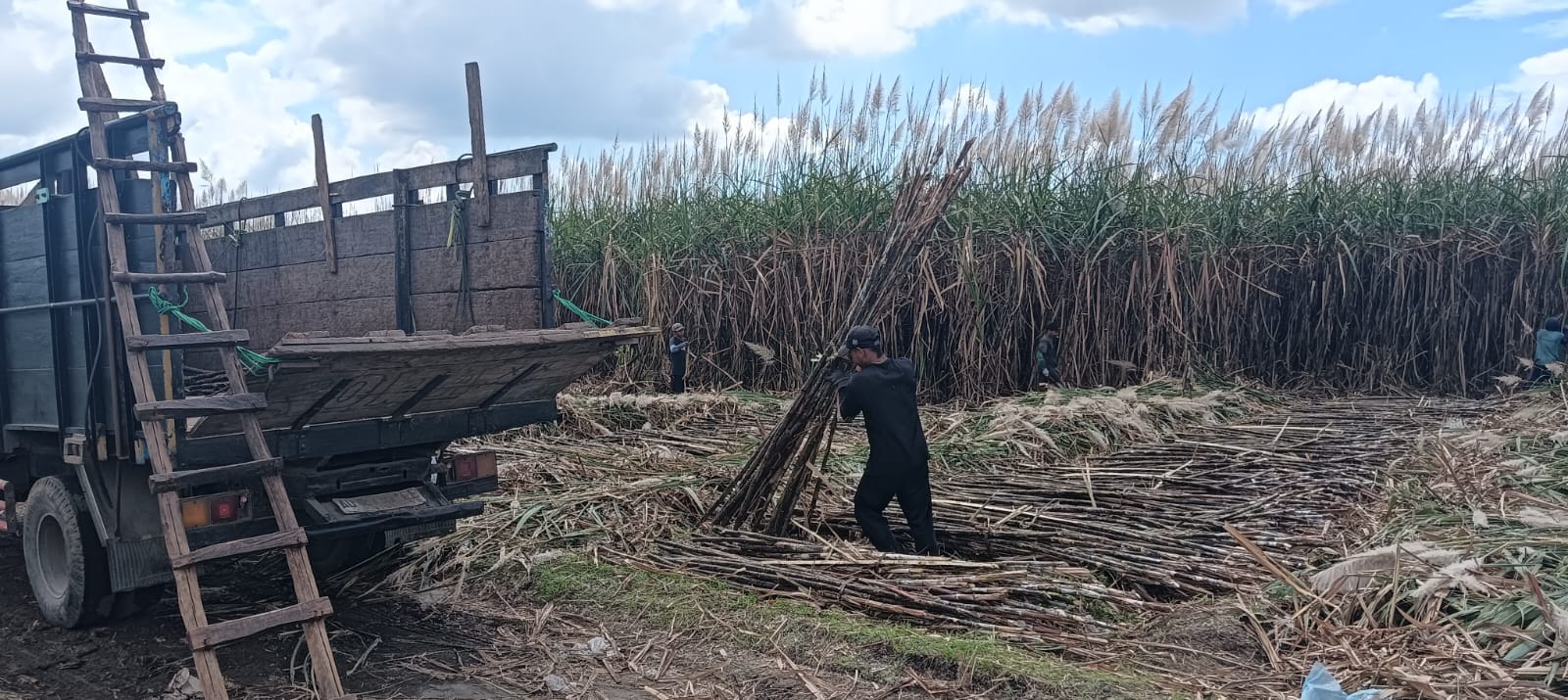 PANEN RAYA: Petugas tebang angkut menyiapkan bahan baku tebu untuk dikirim ke pabrik gula.