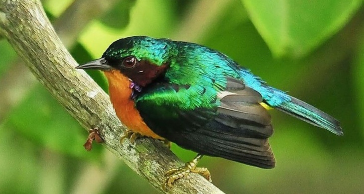 Kolibri Wulung