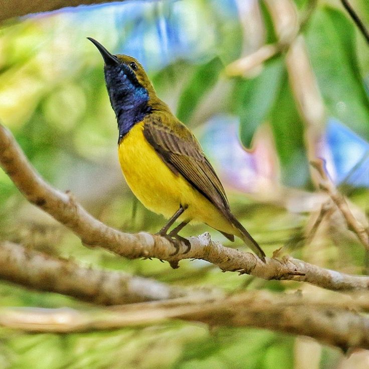 Burung sogon (sogok ontong)