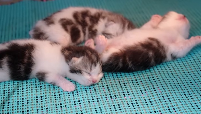 Pelihara kucing tanpa pasir