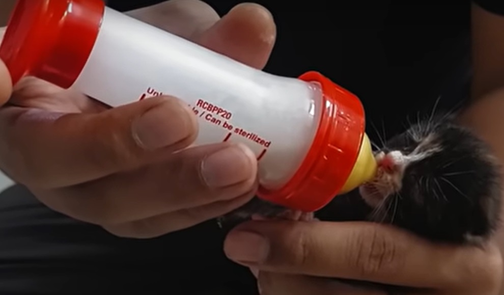 Perlu perawatan intensif untuk anak kucing yang ditinggal induknya