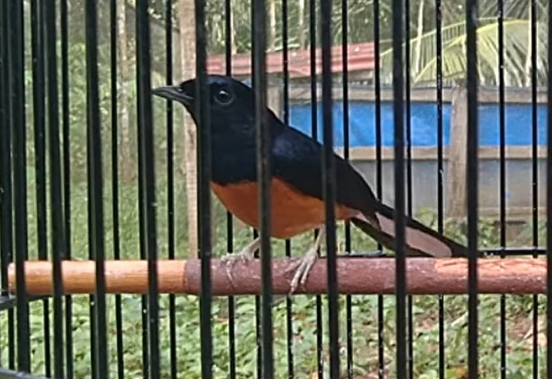 Burung murai batu