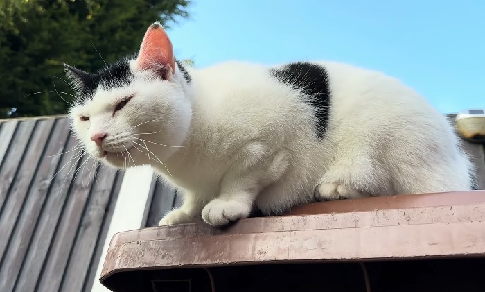 Kucing mengeong terus, perhatikan penyebabnya