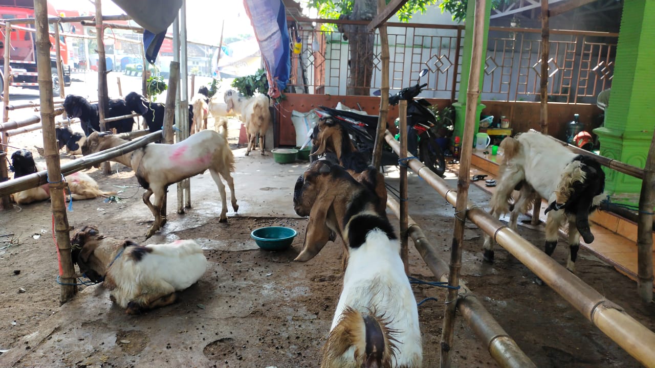 Kambing Hwean Qurban