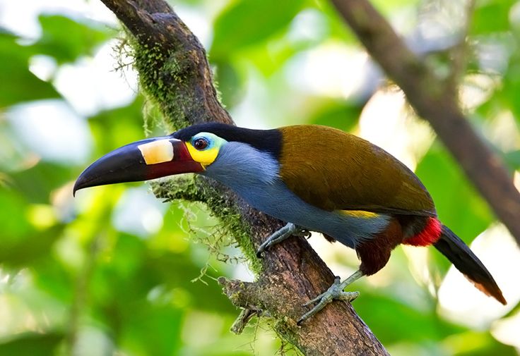 Burung Plate Billed Mountain