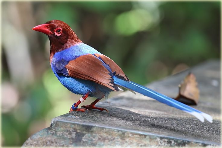 Sri Langka Blue Magpie