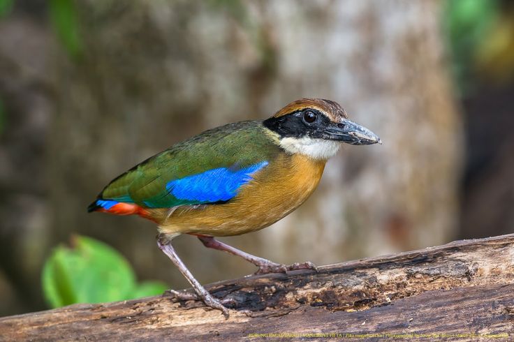 Pacat Bakau