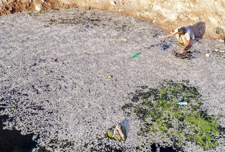 Ribuan ikan yang mati di rawa-rawa iraq,