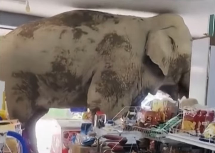 Gajah di Thailand yang masuk ke dalam salah satu toko kelontong