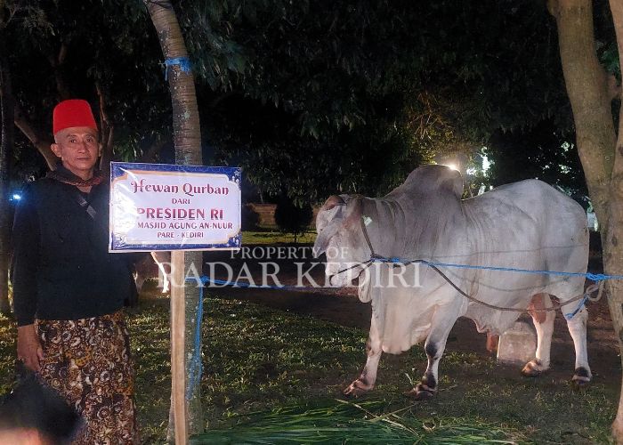 SIAP SEMBELIH: Sapi Presiden Prabowo akan disembelih usai Salat Id di Masjid An Nuur Pare Kediri. 