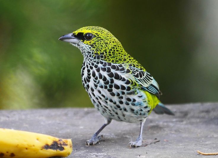Burung Speckled tanager